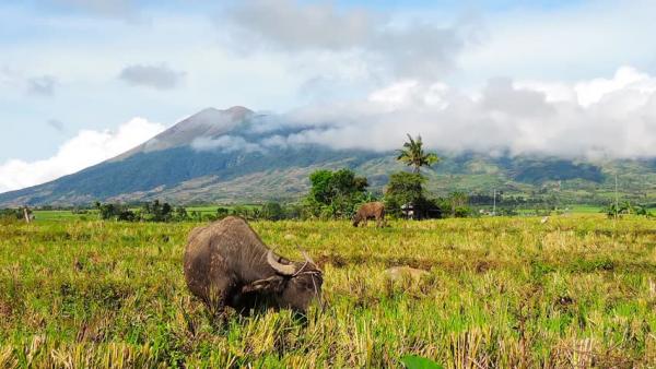 carabo grazing on a farm at the foot of mt. kanlaon2